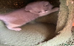 British Shorthair cats for sale: LAST 4 TICA CHAMPION BLOOD LINES BSH KITTENS - Image 14