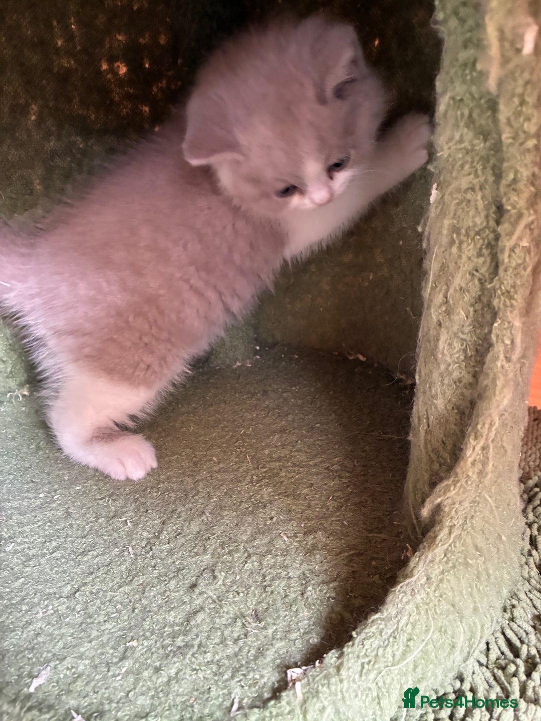 British Shorthair cats for sale: LAST 4 TICA CHAMPION BLOOD LINES BSH KITTENS - Image 14