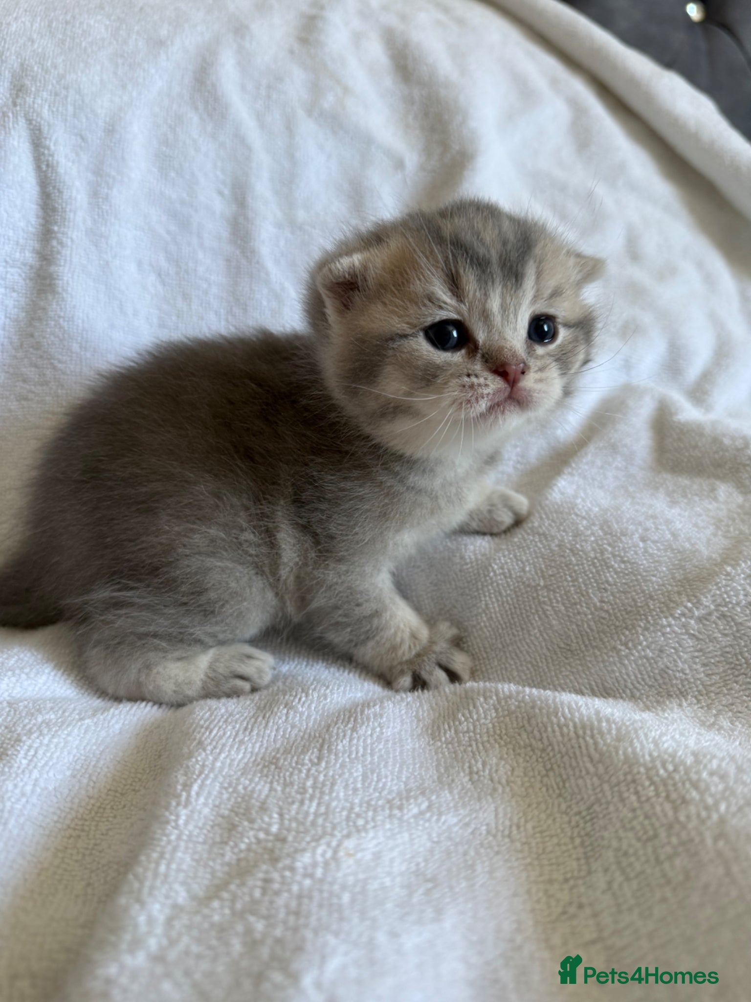 Scottish Fold cats Stunning Scottish fold/Scottish straight kittens🥰 - Advert 1