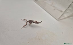 Praying Mantis invertebrates for sale: Various inverts mantis millipedes scorpions - Image 2