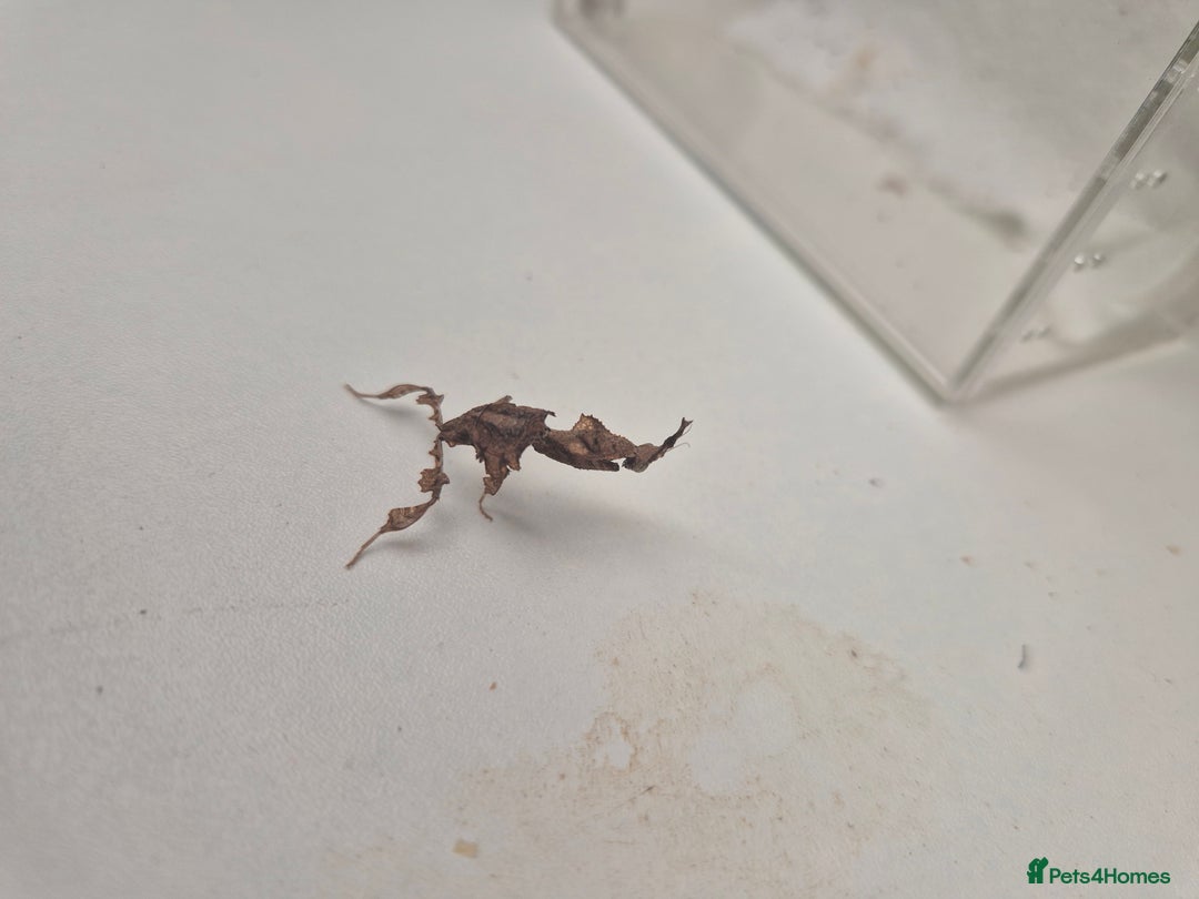 Praying Mantis invertebrates for sale: Various inverts mantis millipedes scorpions - Image 2