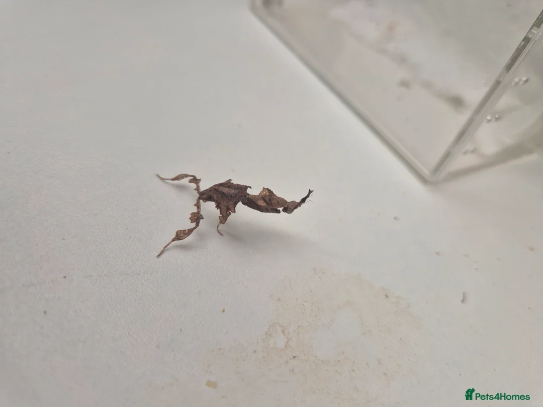 Praying Mantis invertebrates for sale: Various inverts mantis millipedes scorpions - Advert 2