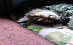 Domestic Shorthair cats for sale: Beautiful kittens looking for, forever homes. - Image 17
