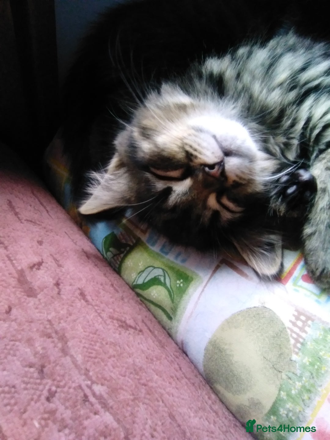 Domestic Shorthair cats for sale: Beautiful kittens looking for, forever homes. - Image 17