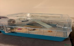 Hamster rodents for sale: Male Russian Dwarf Hamster - Image 5