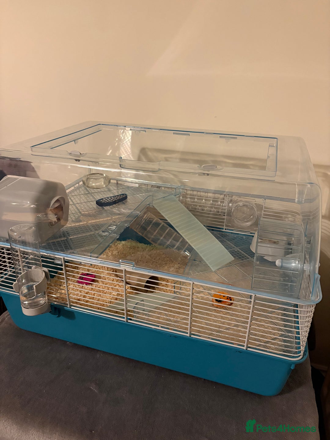 Hamster rodents for sale: Male Russian Dwarf Hamster - Image 5