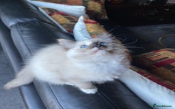 Ragdoll cats for sale: Ragdoll adults Purebred pedigree 5 generations  - Advert 18