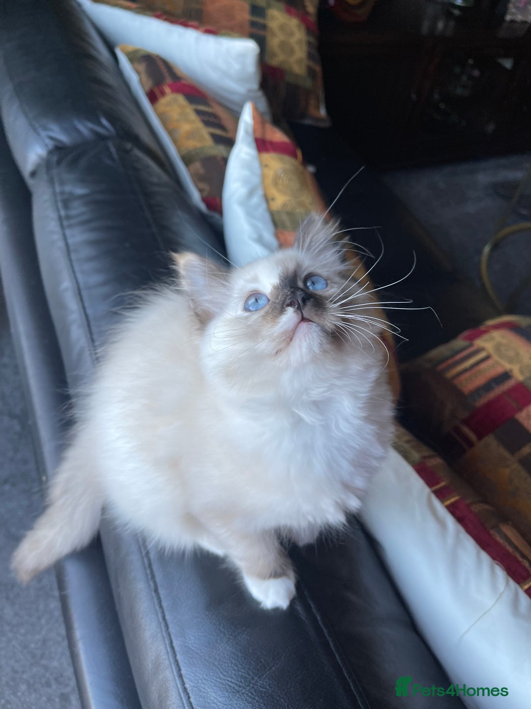Ragdoll cats for sale: Ragdoll adults Purebred pedigree 5 generations  - Advert 18