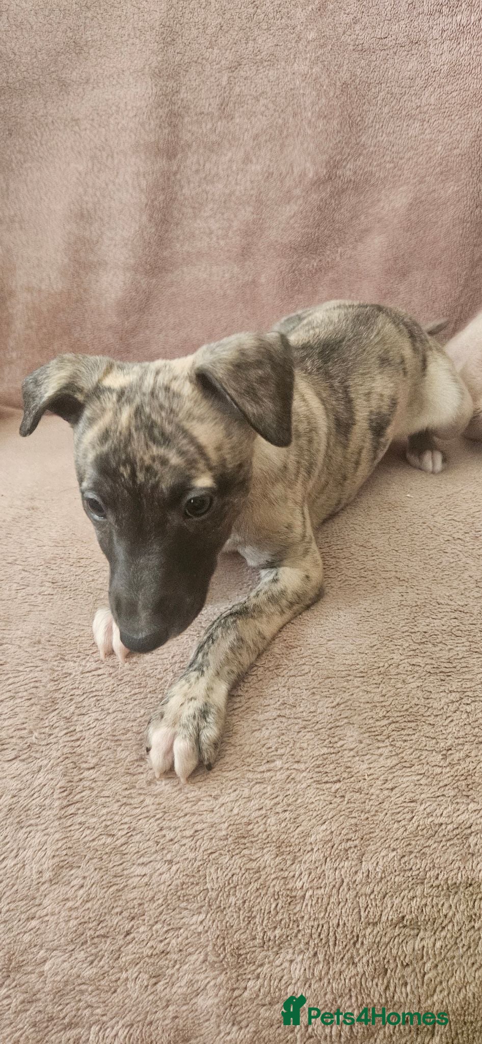 Whippet dogs **LAST TWO**KC HEALTH AND HEART TESTED WHIPPETS - Advert 1
