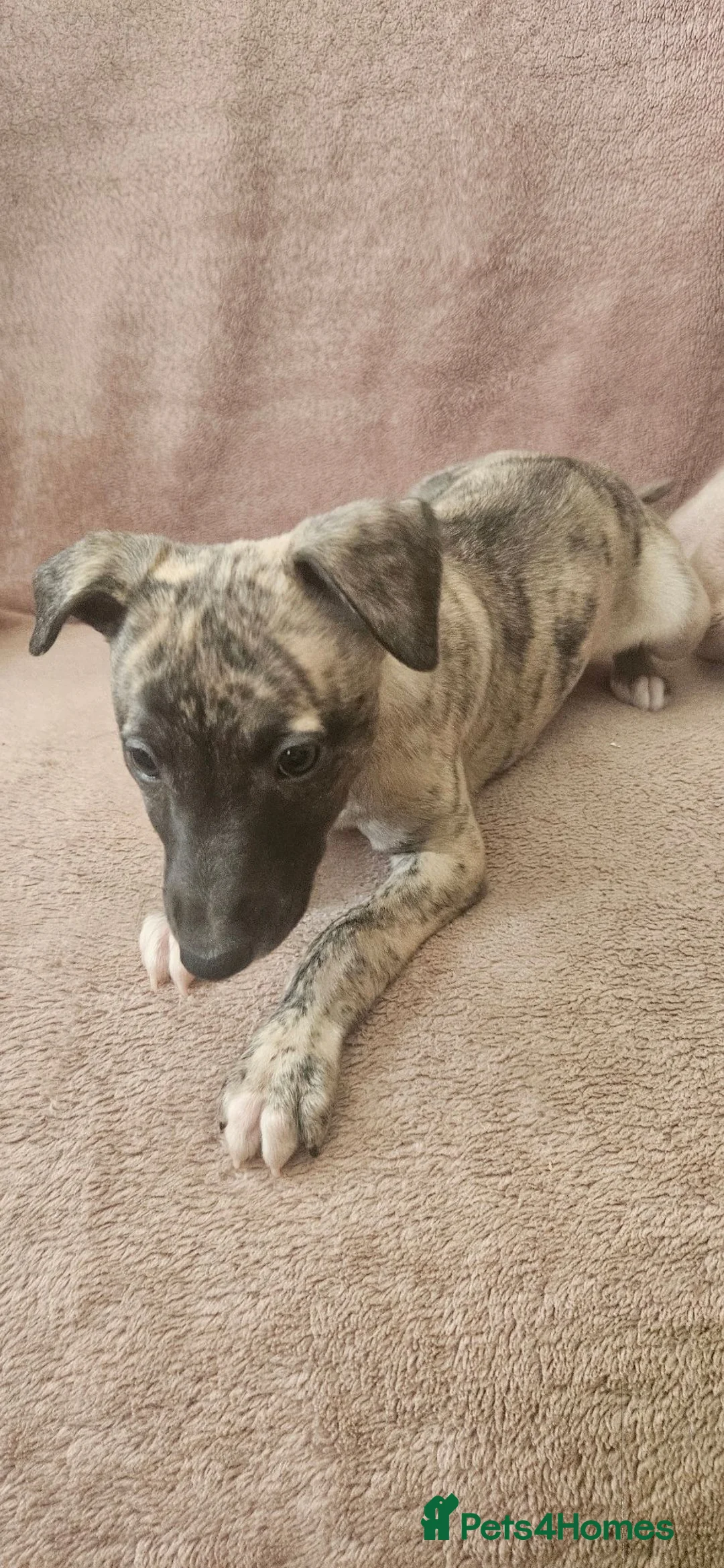 Whippet dogs for sale: KC HEALTH AND HEART TESTED WHIPPETS - Advert 1