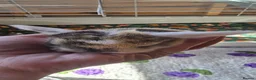 Mini Lop rabbits for sale: Baby rabbits - Advert 2