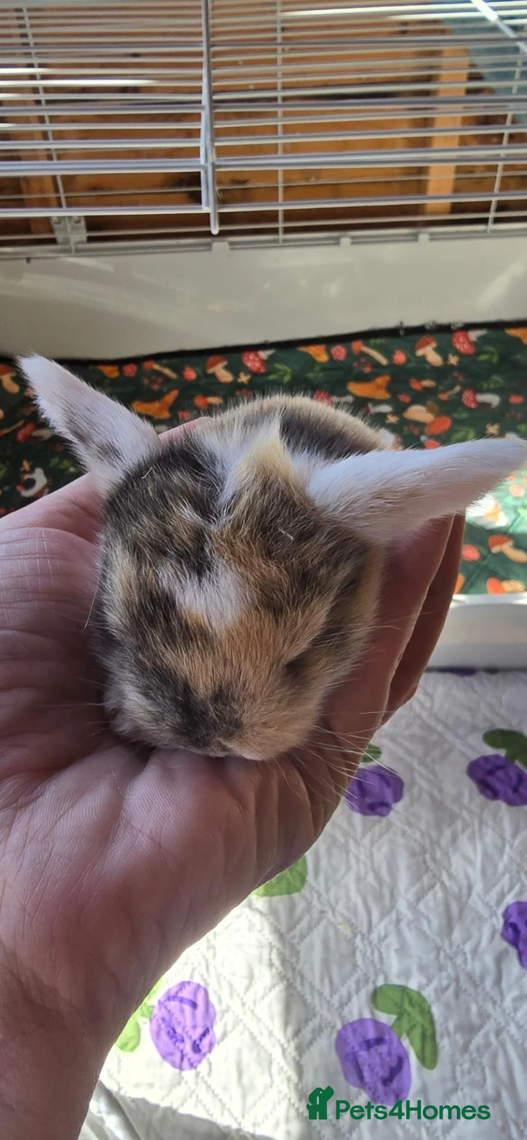 Mini Lop rabbits for sale: Baby rabbits - Advert 2