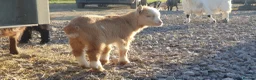 Goats livestock for sale: Lovely pygmy goats 🐐  - Advert 15