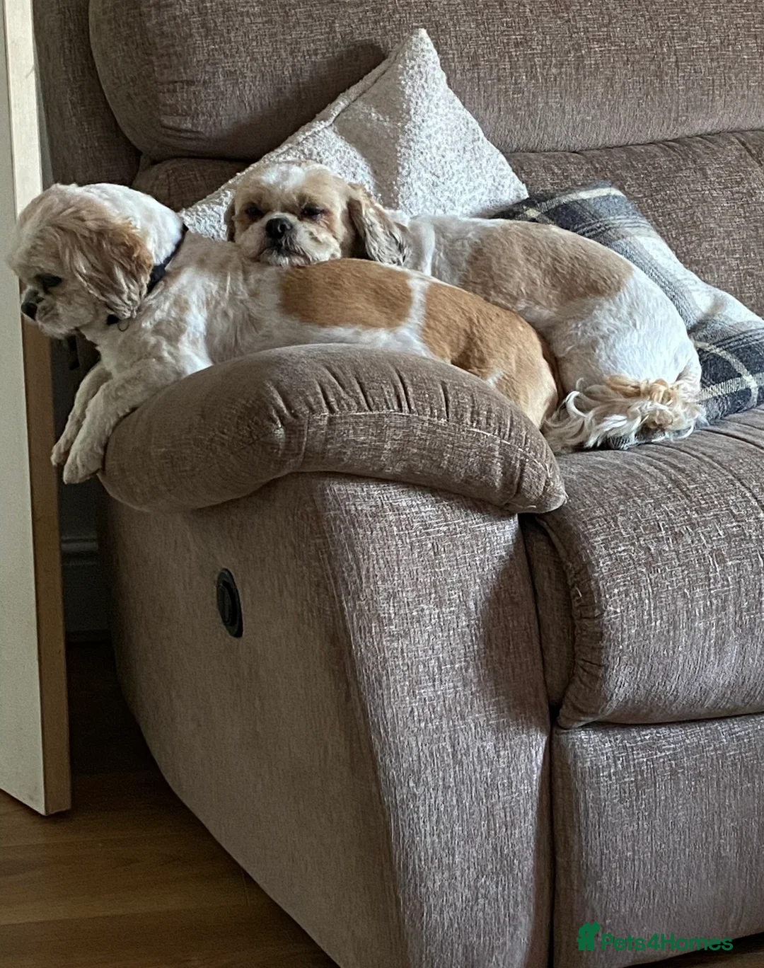 Shih Tzu dogs for sale: Coco & Mia  - Advert 6