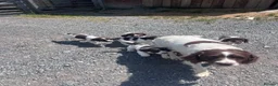 English Springer Spaniel dogs for sale: Gorgeous English Springer Spaniels  - Advert 8