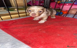 Miniature Dachshund dogs for sale: miniature isabella dapple dachshund  - Image 6