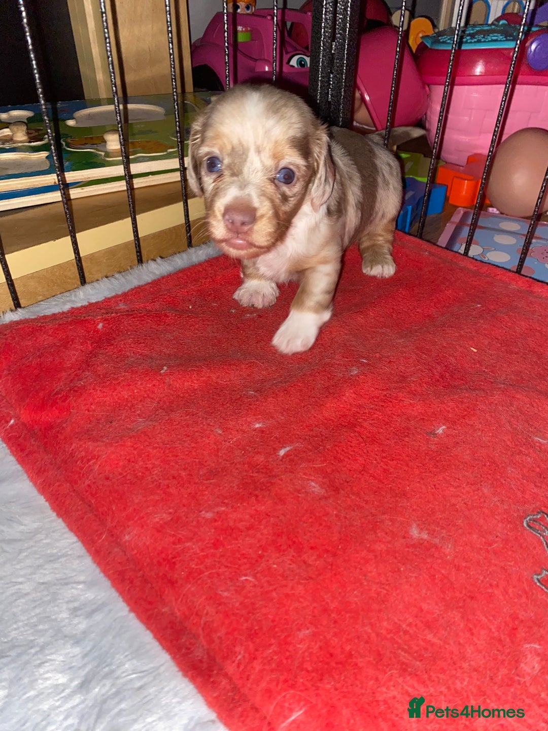 Miniature Dachshund dogs for sale: miniature isabella dapple dachshund  - Image 6