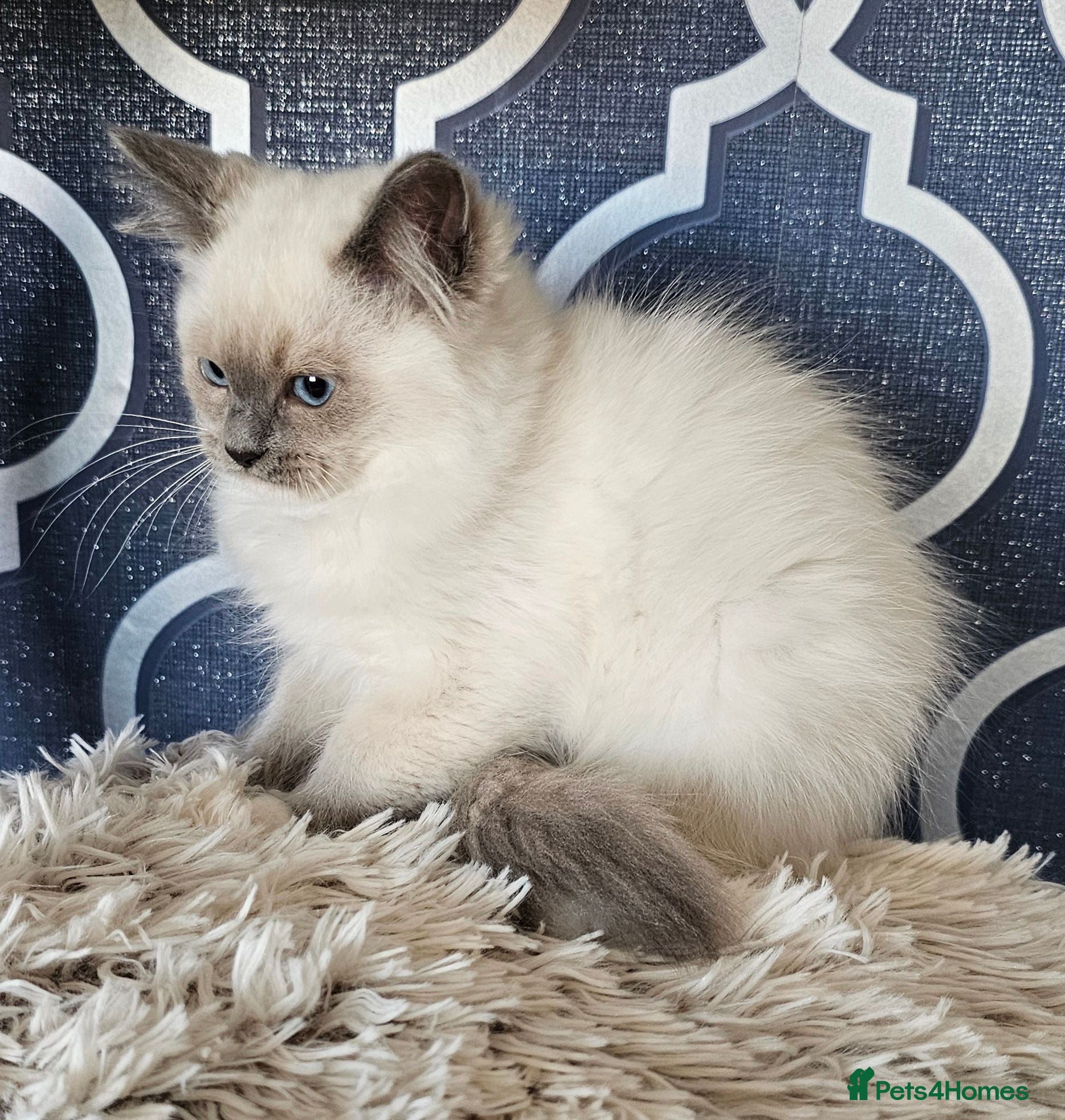Ragdoll cats READY NOW GCCF registered kittens  - Advert 1