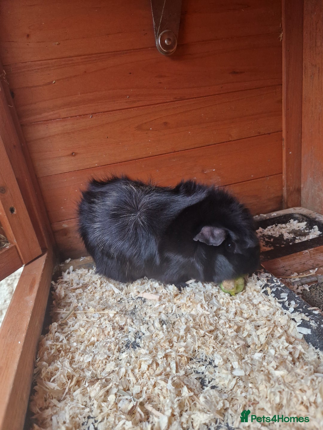 Guinea Pig rodents for sale: 2 Guinea Pig Sisters - Advert 3