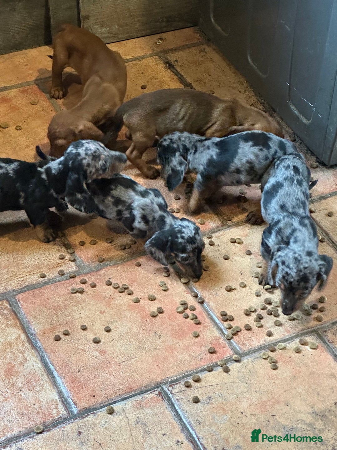Miniature Dachshund dogs for sale: Mini dashound  - Image 4