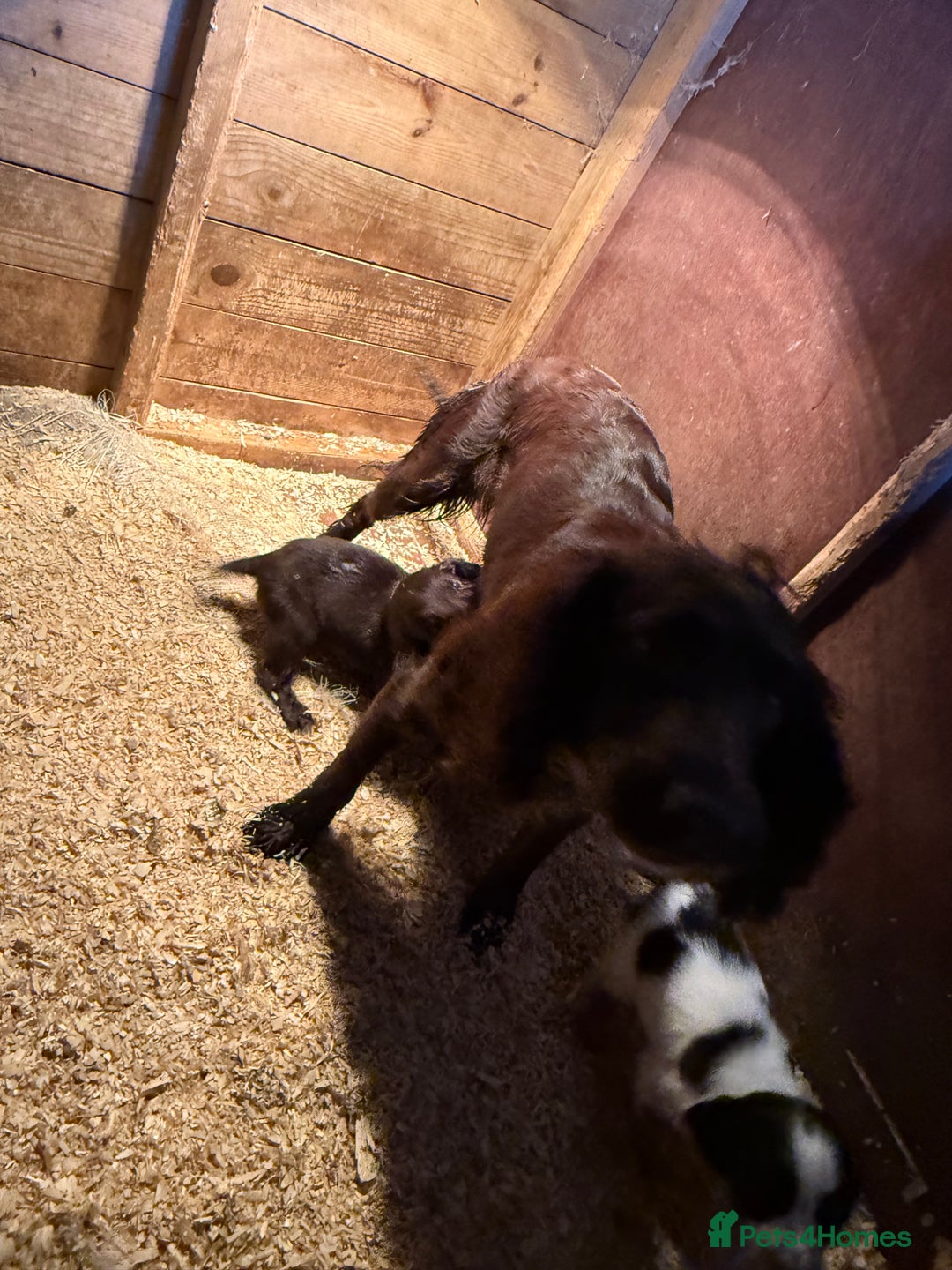 Sprocker dogs for sale: 6 Beautiful puppies  - Advert 8