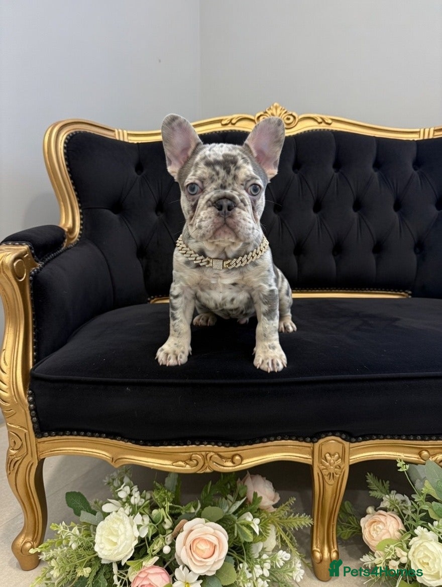 French Bulldog dogs Gorgeous blue Merle small French bulldog puppy.  - Advert 1