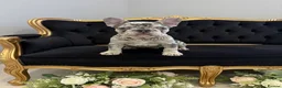 French Bulldog dogs for sale: Gorgeous blue Merle small French bulldog puppy.  - Advert 1