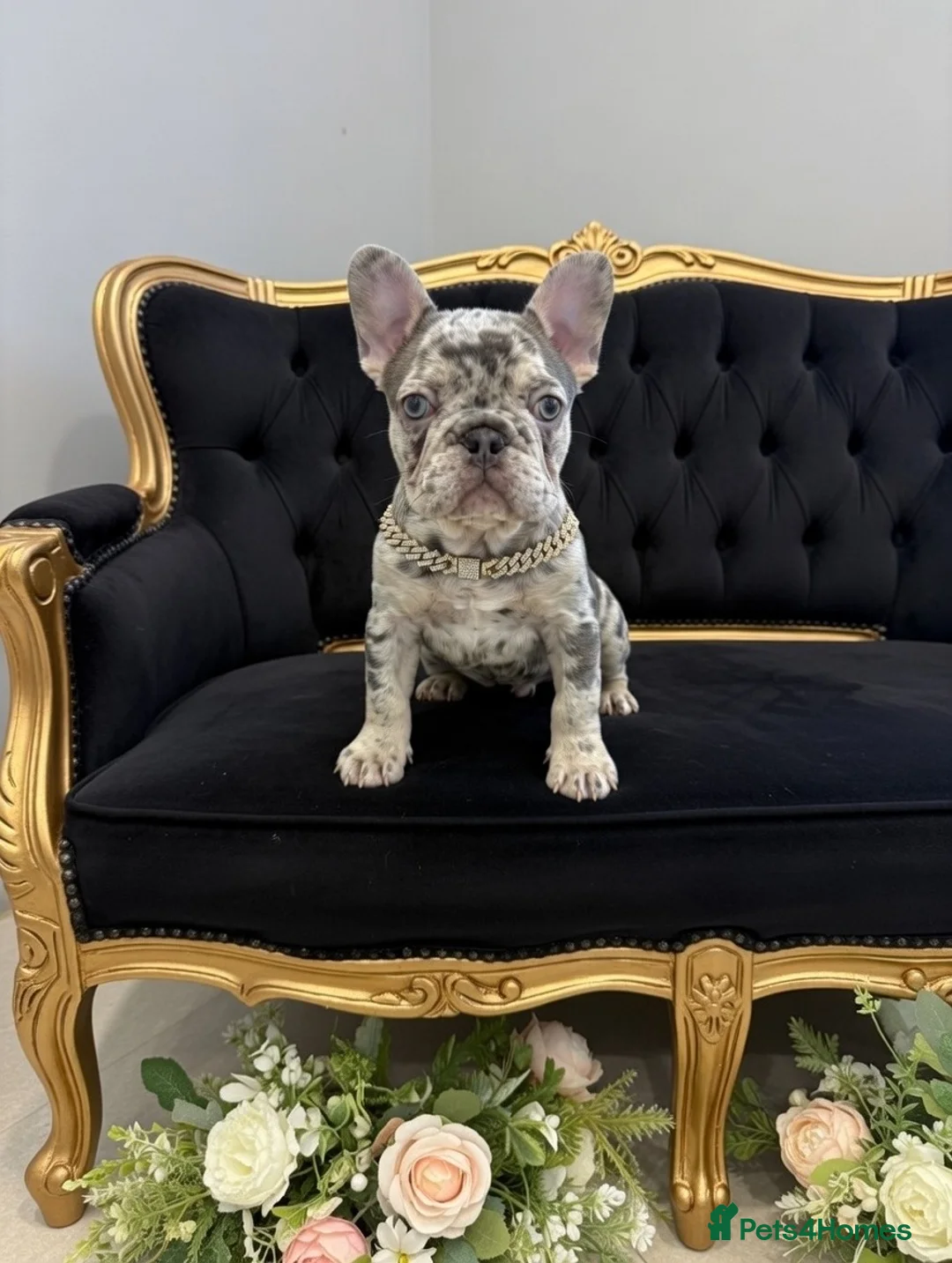 French Bulldog dogs for sale: Gorgeous blue Merle small French bulldog puppy.  - Advert 1