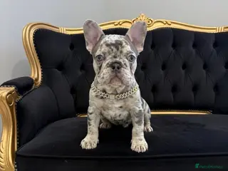 French Bulldog dogs Gorgeous blue Merle small French bulldog puppy. - Advert 1
