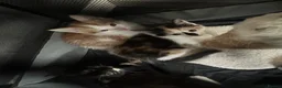 Mixed Breed cats for sale: Kittens available  - Advert 3