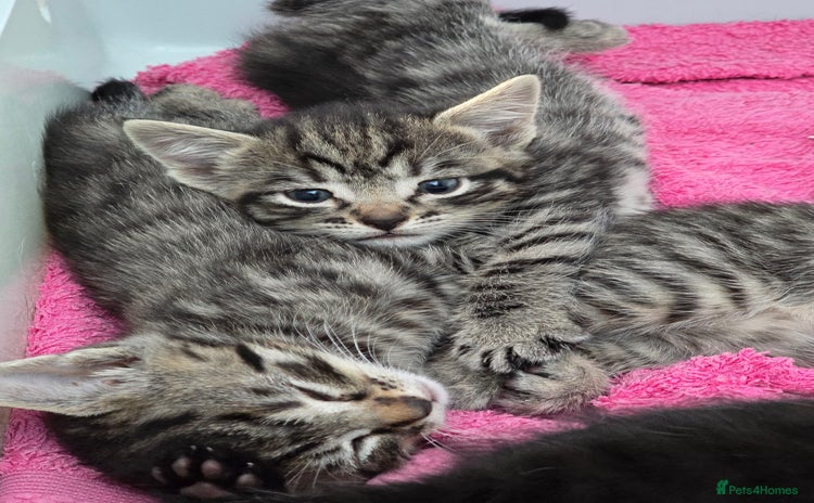 Mixed Breed cats - Advert 1