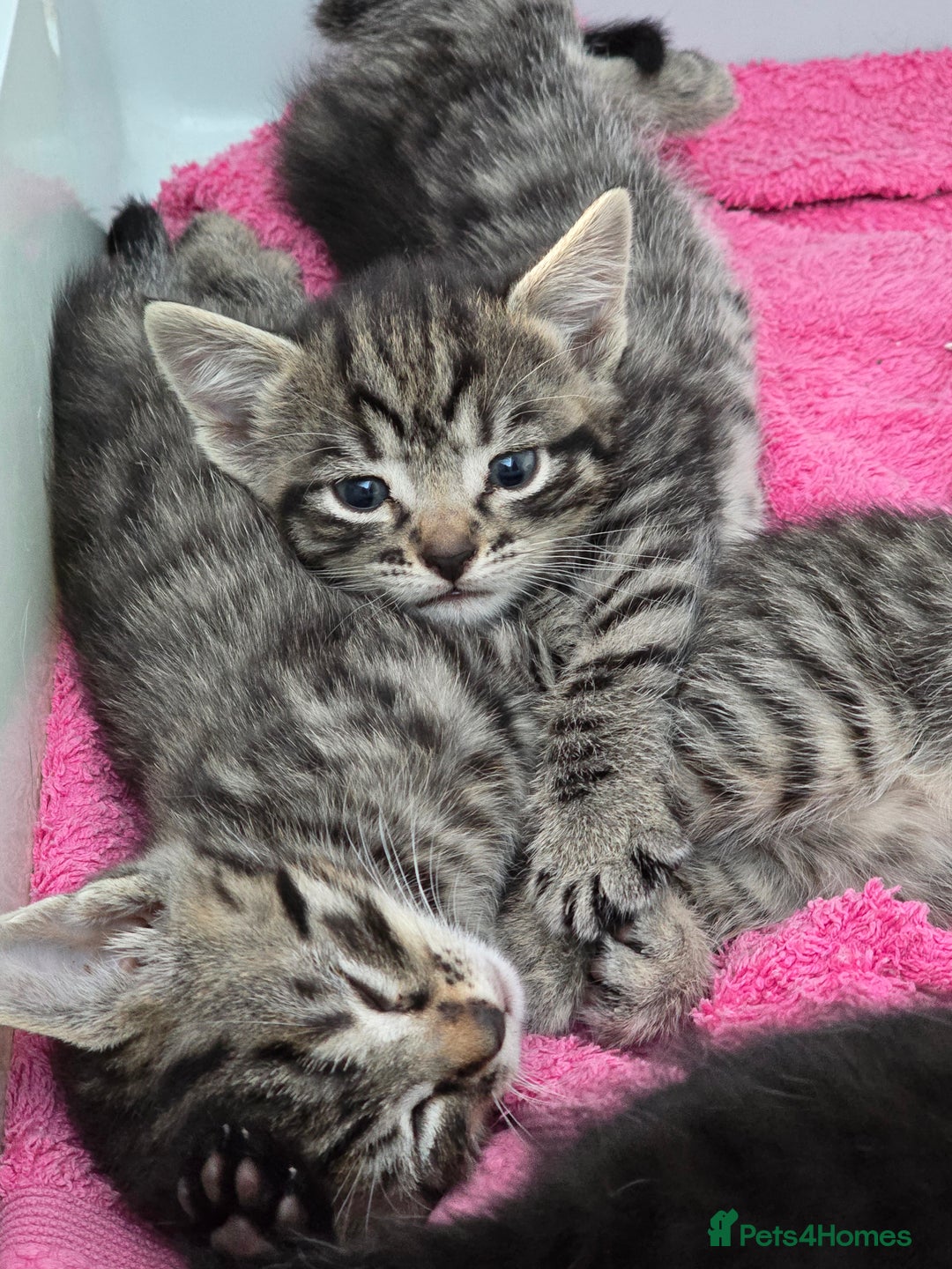 Mixed Breed cats for sale: Beautiful gorgeous Tabby & Black Kitten ready soon - Image 1
