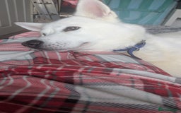 Siberian Husky dogs for stud: Siberian Husky - Image 1