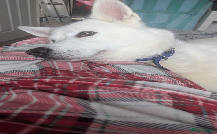 Siberian Husky dogs - Advert 2