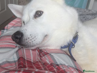 Siberian Husky dogs for stud - Advert 1