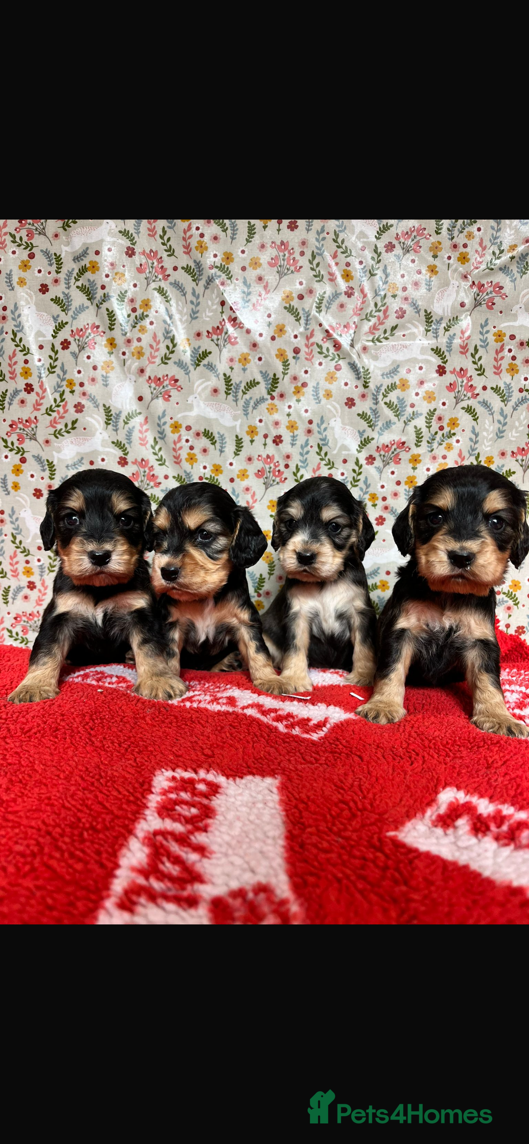Cocker Spaniel dogs for sale: KC show cocker spaniel puppies.  - Image 1