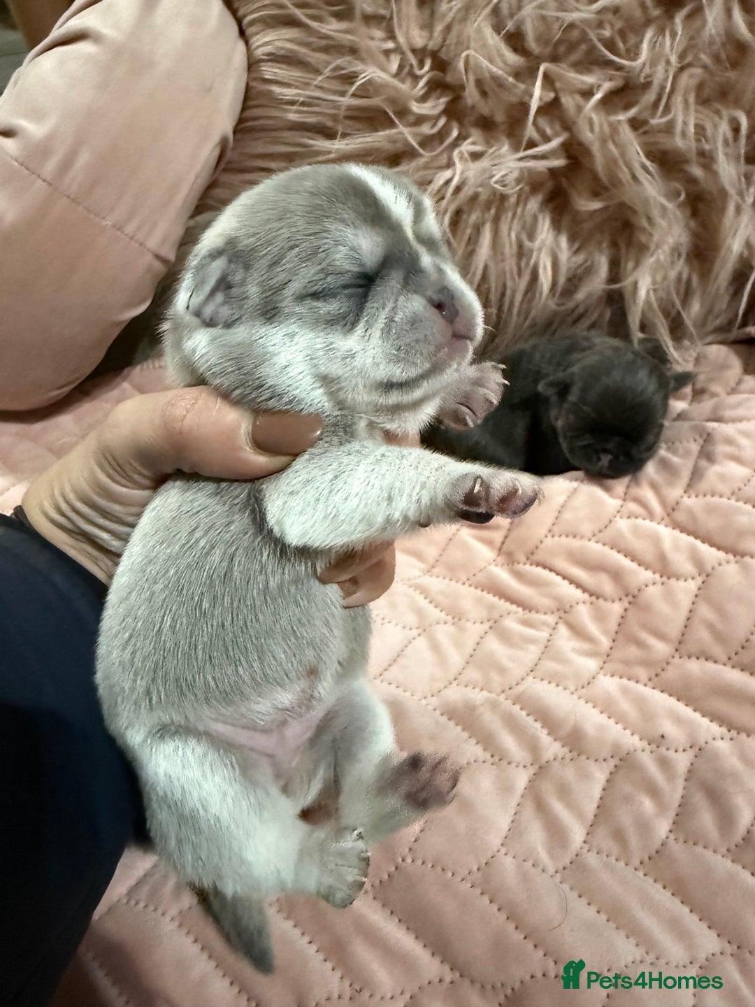 Pug dogs for sale: Rare coloured pug puppies available  - Advert 10