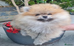 Pomeranian dogs for sale: Stunning Teddy purebreed Russian/Ukrainian poms in Basildon - Image 17