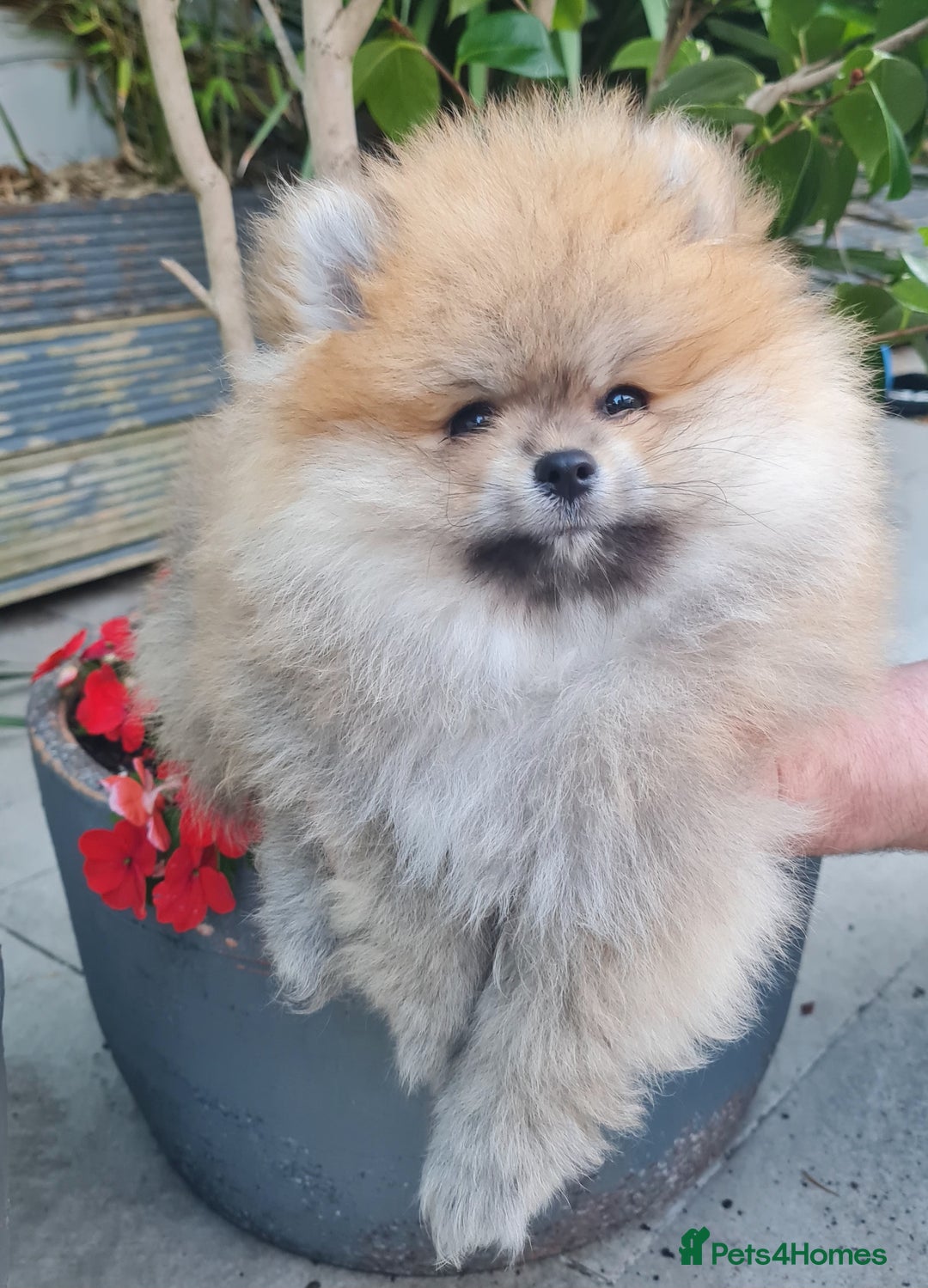 Pomeranian dogs for sale: Stunning Teddy purebreed Russian/Ukrainian poms in Basildon - Image 17