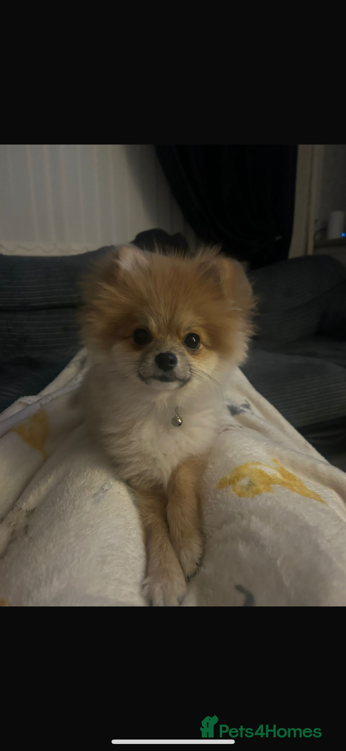 Pomeranian dogs Pomeranian  - Advert 22