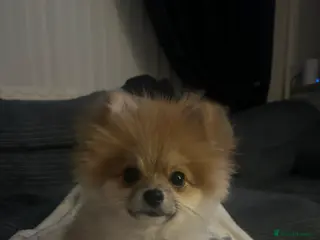 Pomeranian dogs Pomeranian - Advert 22