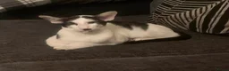 Oriental cats for sale: Pedigree Oriental male kittens  - Advert 5