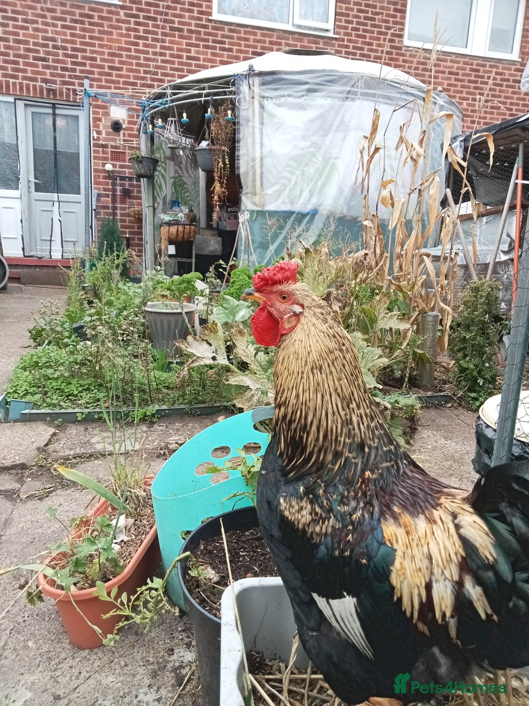 Chickens poultry for sale: FREE TO GOOD HOME - Image 2