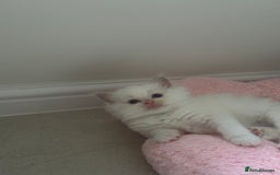 Ragdoll cats for sale: GCCF & TBRCC registered lilac Ragdoll kittens - Image 12