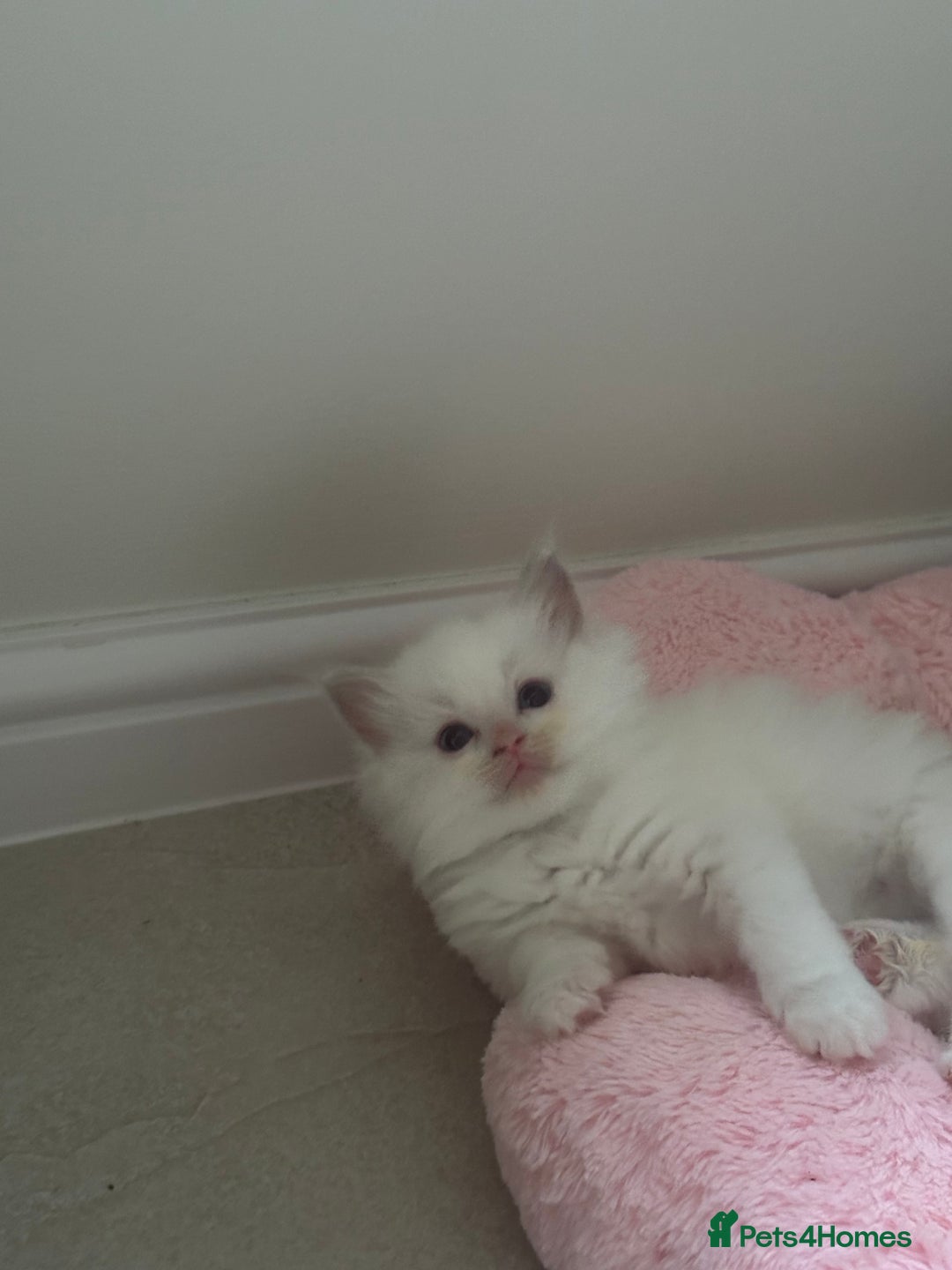 Ragdoll cats for sale: GCCF & TBRCC registered lilac Ragdoll kittens - Image 12