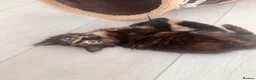 Mixed Breed cats for sale: Beautiful Mixed Breed Fluffy Kitten For Sale - Advert 8
