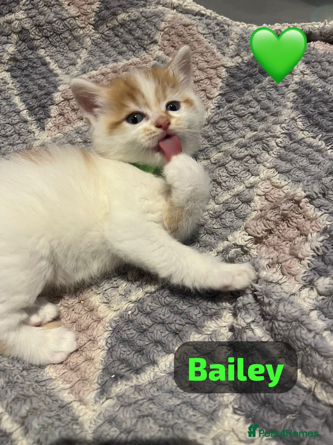 Mixed Breed cats for sale: 🐾 8 Beautiful kittens….🩵🩷 - Advert 5