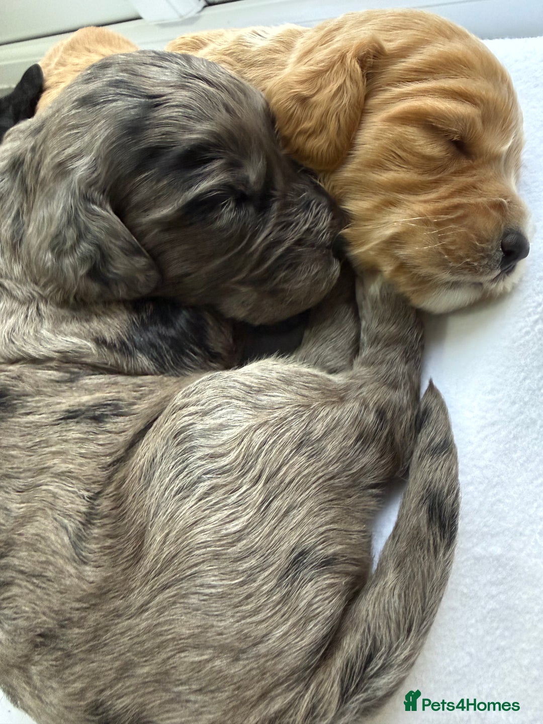 Cockapoo dogs for sale: F1 COCKAPOO PUPS - Advert 13