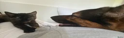 German Shepherd dogs for sale: German Shepard for Rehome in Chelmsford - Advert 7
