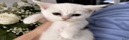 British Shorthair cats for sale: 💙🤍🤎 BSH Kittens – Chocolate, Blue & White  - Advert 7
